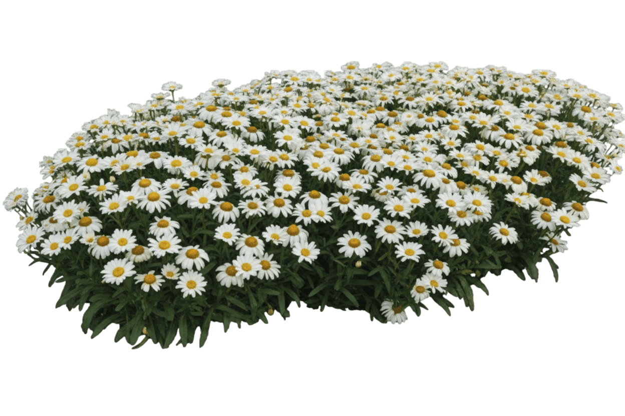 Shasta Daisy (Leucanthemum Amazing Daisies® Banana Cream Ii) - Perennials