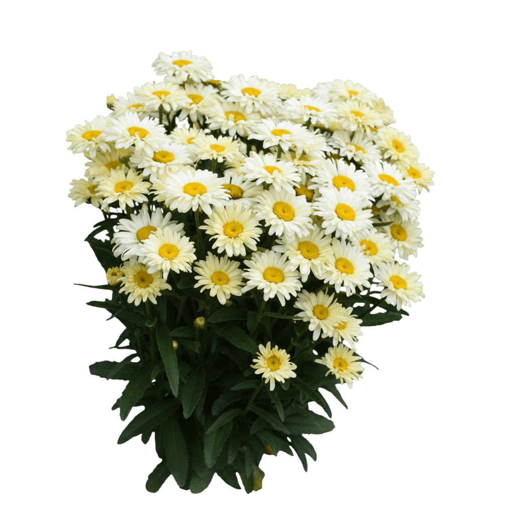 Banana Cream Ii Shasta Daisy (Leucanthemum Superbum 'Banana Cream Ii') - Perennials