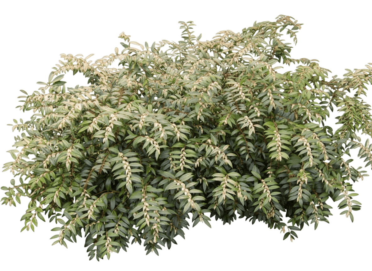 Rainbow Leucothoe (Laurel) (Leucothoe Fontanesiana 'Rainbow') - Ground Layers