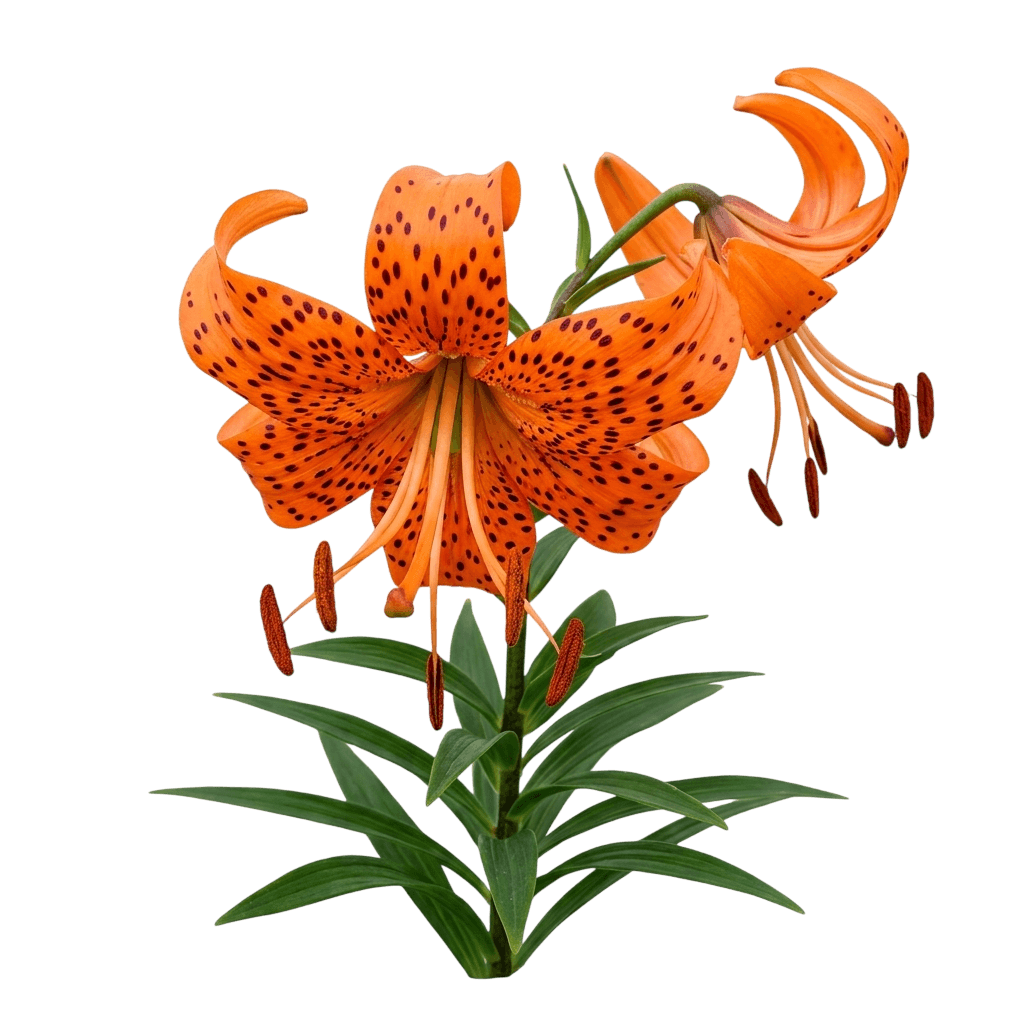 Orange Tiger Tiger Lily (Lilium 'Orange Tiger') - Perennials