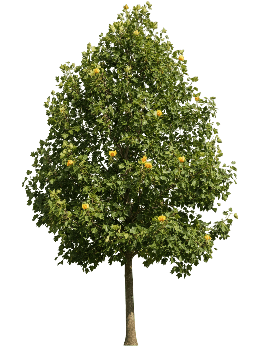 Emerald City® Tulip Tree (Liriodendron Tulipifera Emerald City 'Jfs-Oz') - Shade Trees
