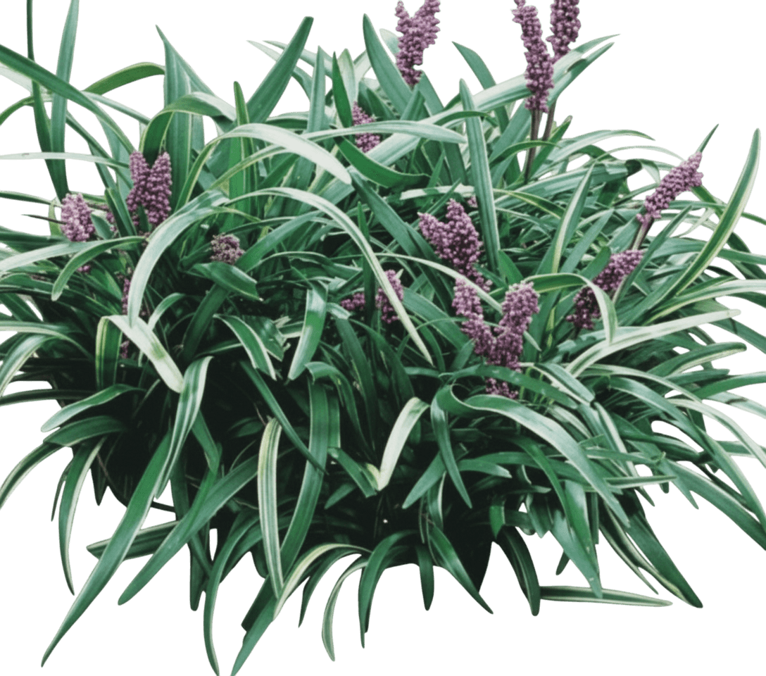 Variegated Creeping Lilyturf (Liriope S. 'Silver Dragon') - Ground Layers