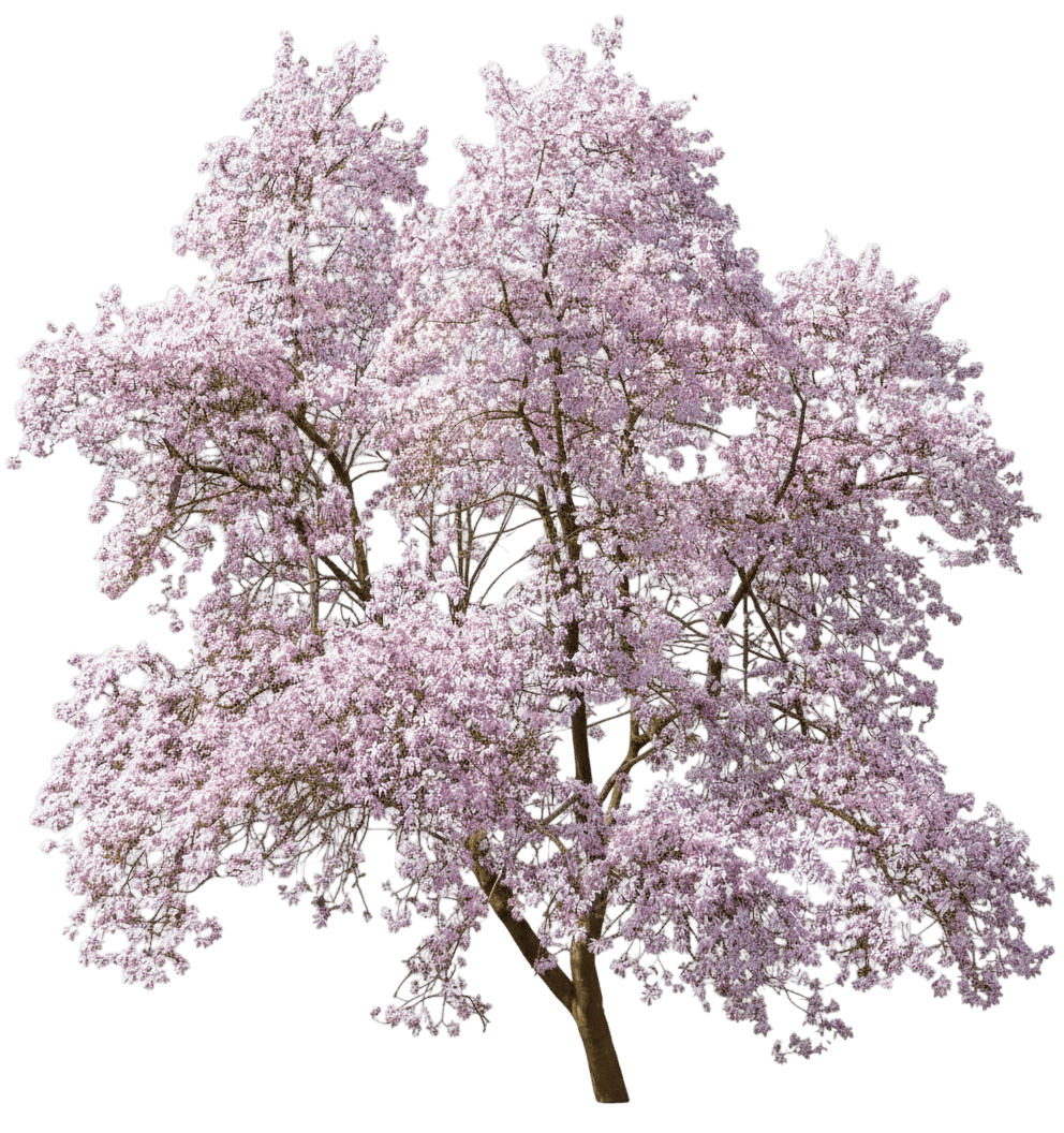 Dr. Merrill Magnolia Multi-Stem (Magnolia × Loebneri 'Merrill') - Flowering Trees