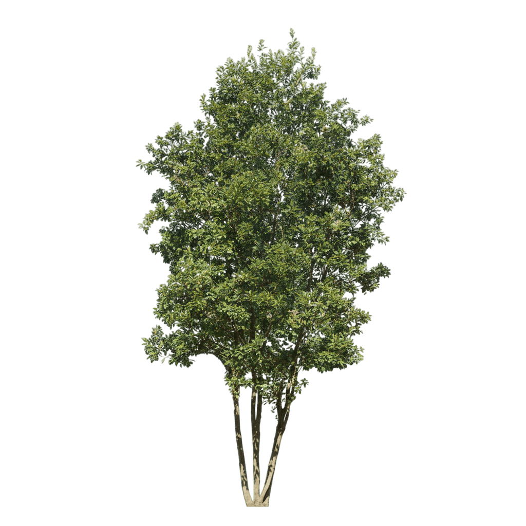 Moonglow® Sweetbay Magnolia Multi-Stem (Magnolia Virginiana Moonglow 'Jim Wilson') - Flowering Trees
