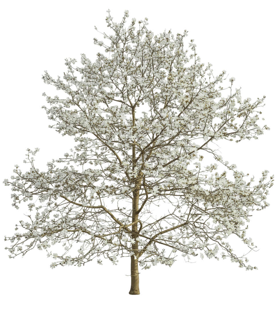 Spring Welcome® Magnolia Ms (Magnolia X Loebneri Spring Welcome 'Ruth') - Flowering Trees