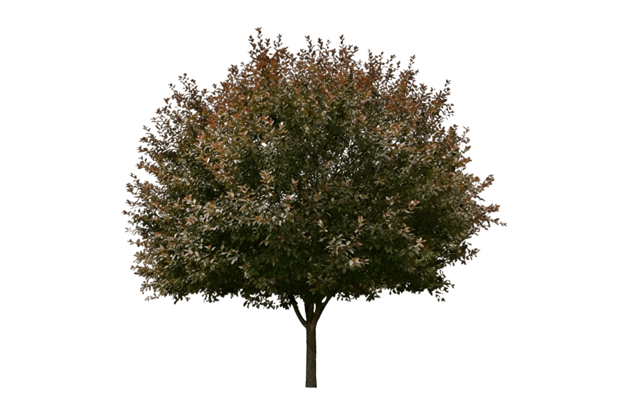 Crabapple, Velvet Pillar *Call For Availability* (Malus 'Velvet Pillar') - Flowering Trees