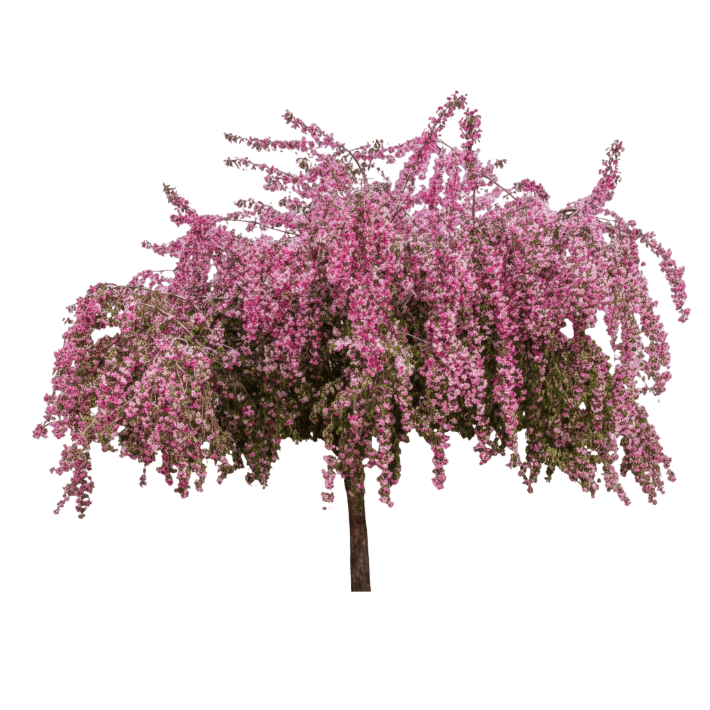 Ruby Tears™ Crabapple (Malus First Editions Ruby Tears 'Bailears') - Flowering Trees