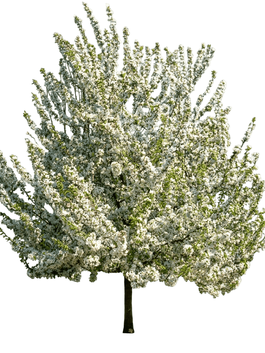 Sugar Tyme Crabapple (Malus Sugar Tyme 'Sutgzam') - Flowering Trees