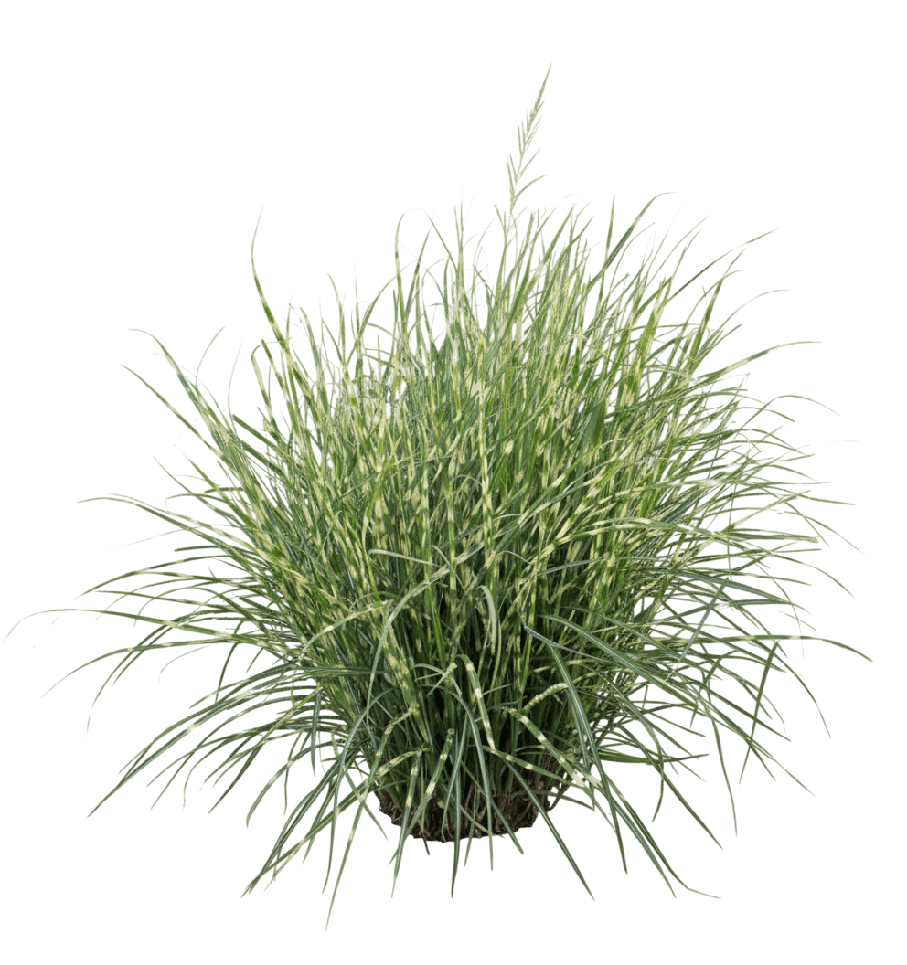 Bandwidth Maiden Grass (Miscanthus Sinensis Bandwidth 'Ncms2B') - Grasses