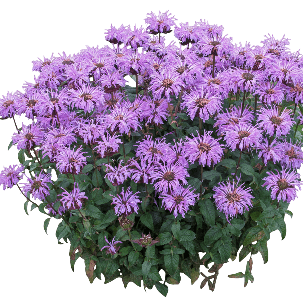 Sugar Buzz® Bee Balm (Monarda X 'Bubblegum Blast') - Perennials