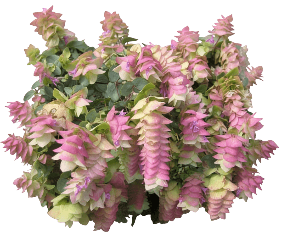 Kent Beauty Ornamental Oregano (Origanum Rotundifolium X Scabrum 'Kent Beauty') - Perennials
