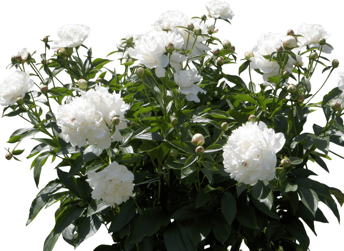 Peony, Festiva Maxima (Paeonia X 'Festiva Maxima') - Ground Layers