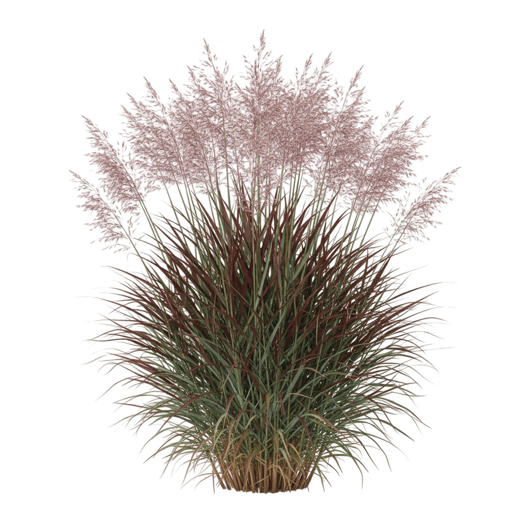 Cheyenne Sky Switch Grass (Panicum Virgatum Prairie Winds 'Cheyenne Sky') - Grasses