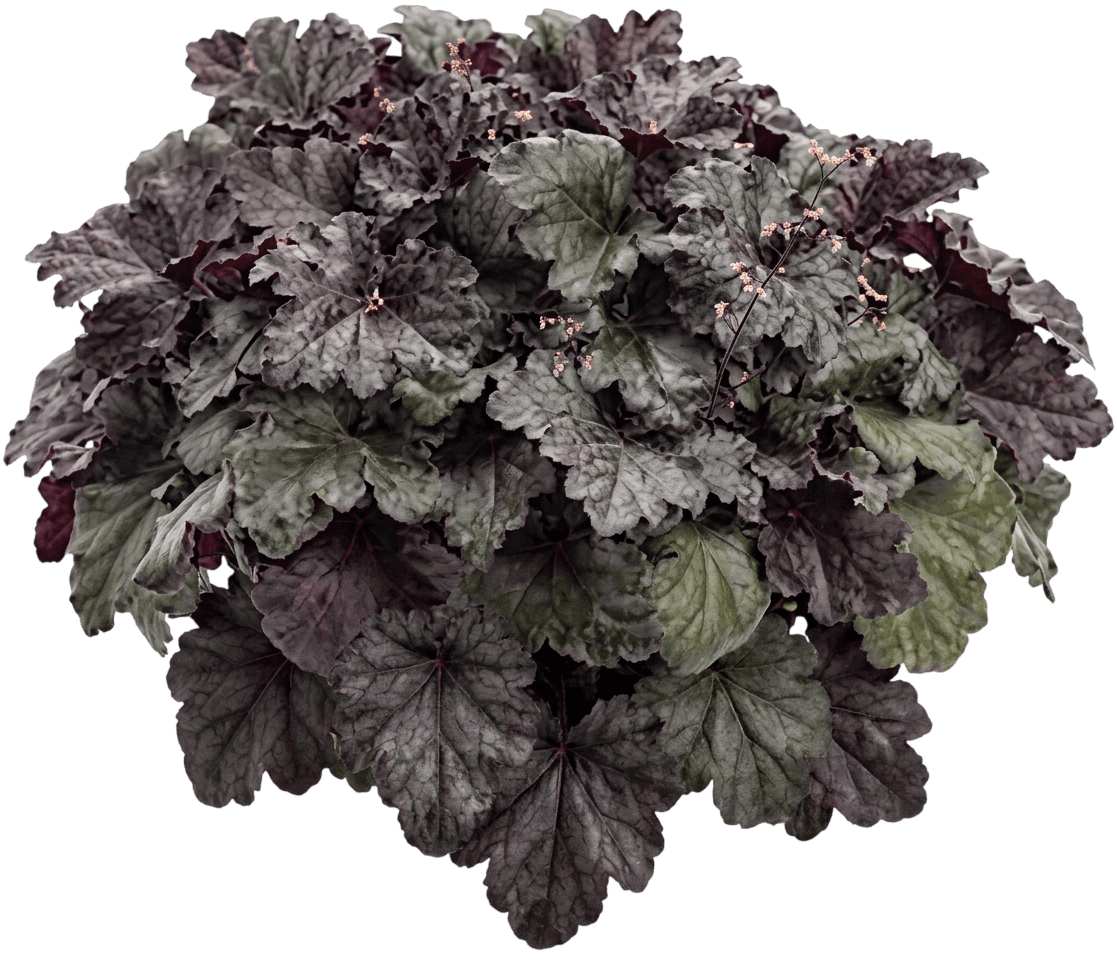 Black Pearl Coral Bells (Primo Series) (Heuchera 'Primo Black Pearl') - Perennials