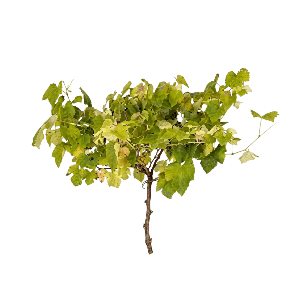 Mars Seedless Grape Vine (Vitis Vinifera 'Mars Seedless') - Fruit Trees