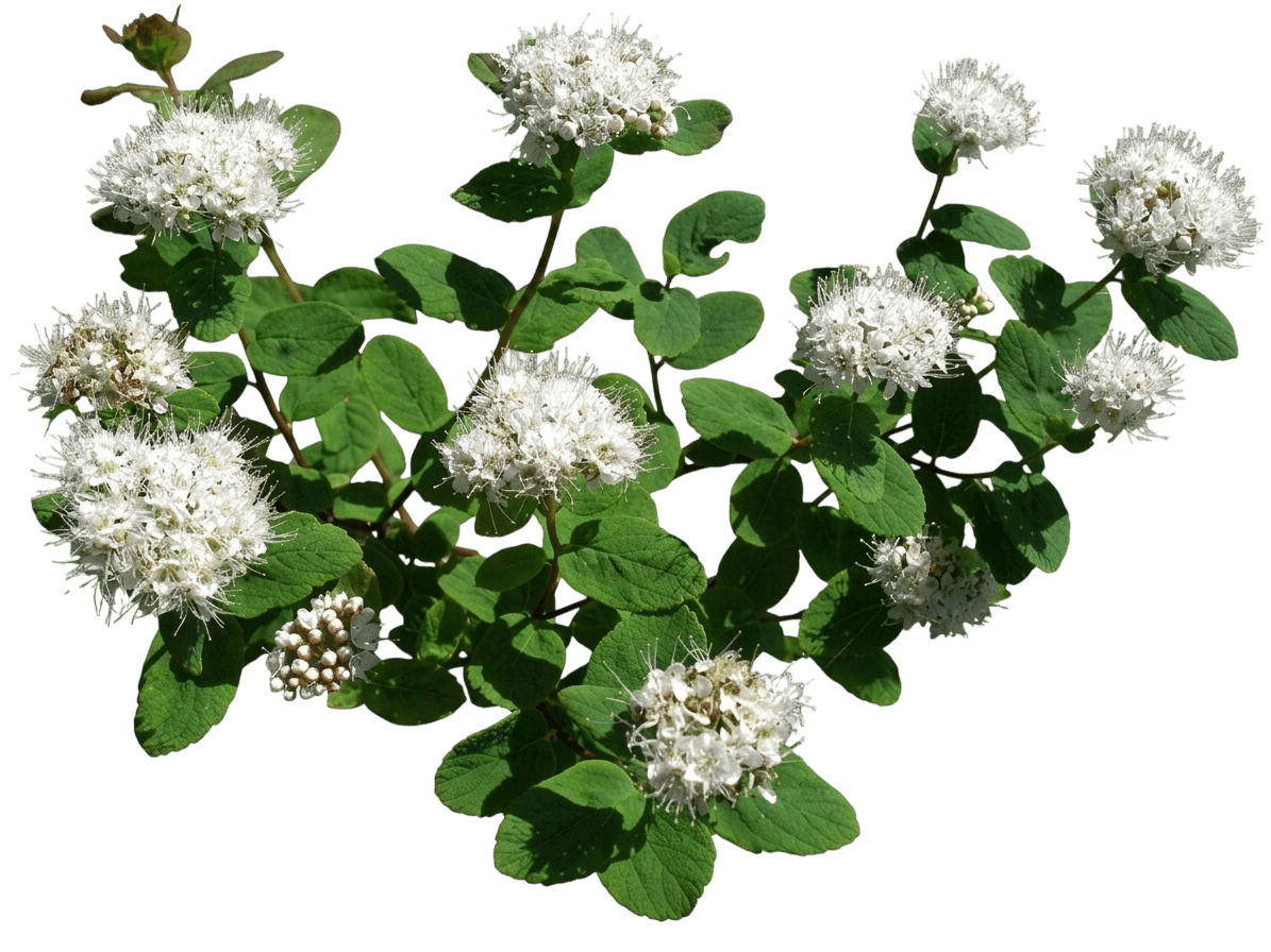 Steven Spirea (Spiraea Stevenii Betulifolia) - Ground Layers