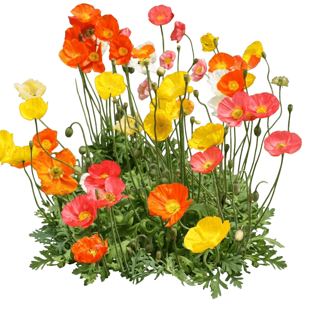 Wonderland Mix Iceland Poppy (Papaver Nudicaule 'Wonderland Mix') - Perennials