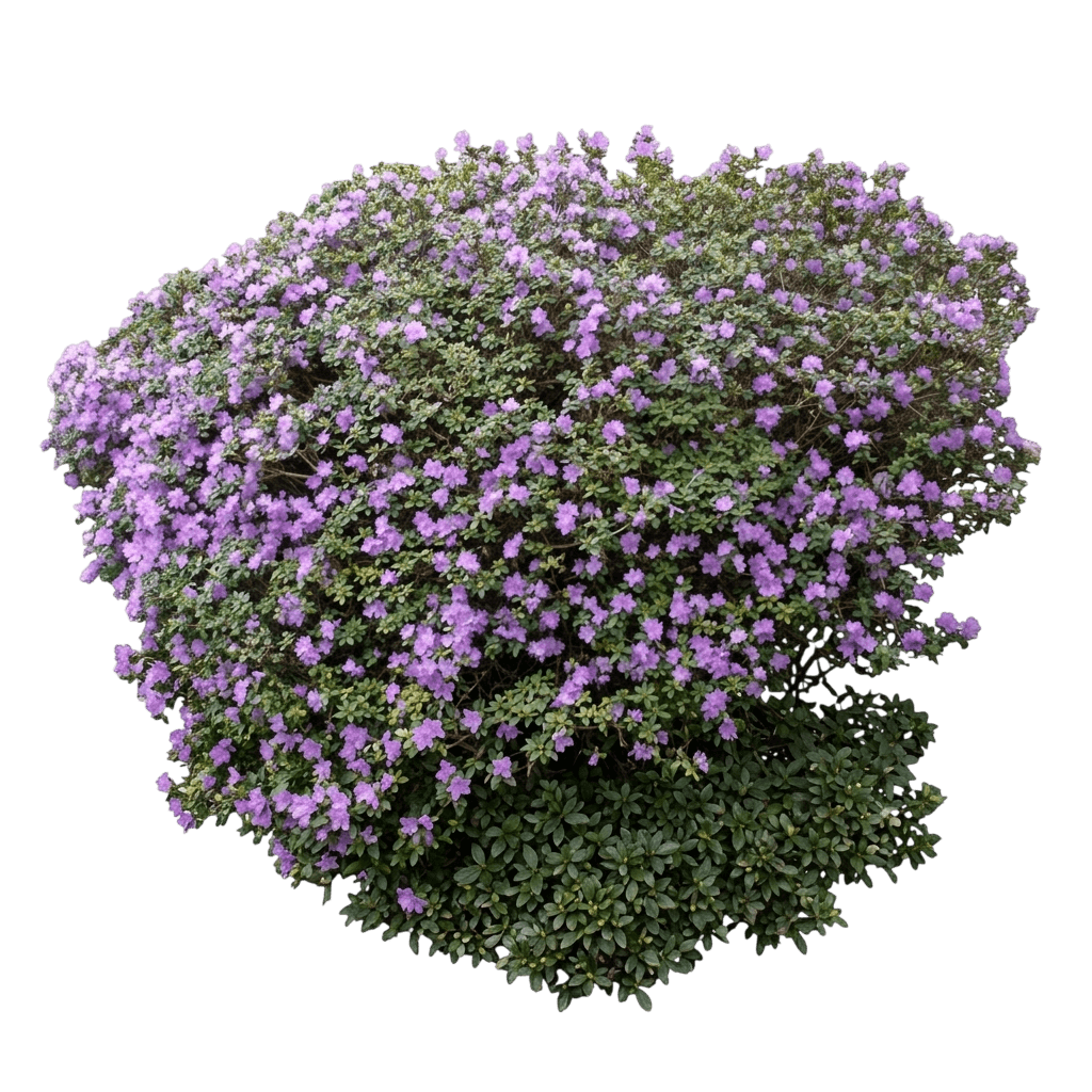 Ramapo Dwarf Rhododendron (Rhododendron X 'Ramapo') - Ground Layers