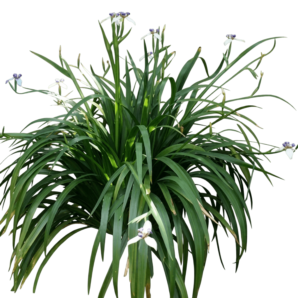 Walking Iris (Neomarica Gracilis) - Perennials