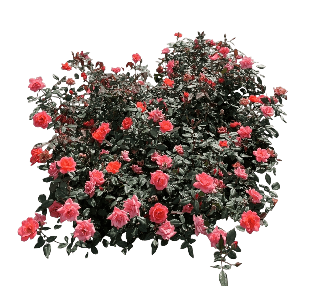 Rose, Coral Knockout (Rosa X Pp19803 'Radral') - Ground Layers