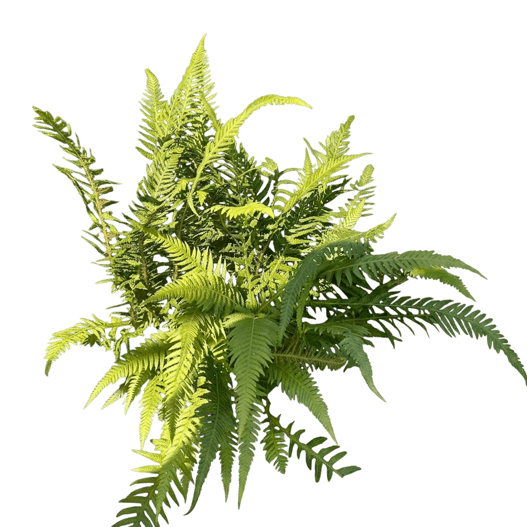 Japanese Beech Fern (Thegopteris Decursive-Pinnata/Phegopteris Decursive-Pinnata) - Ground Layers