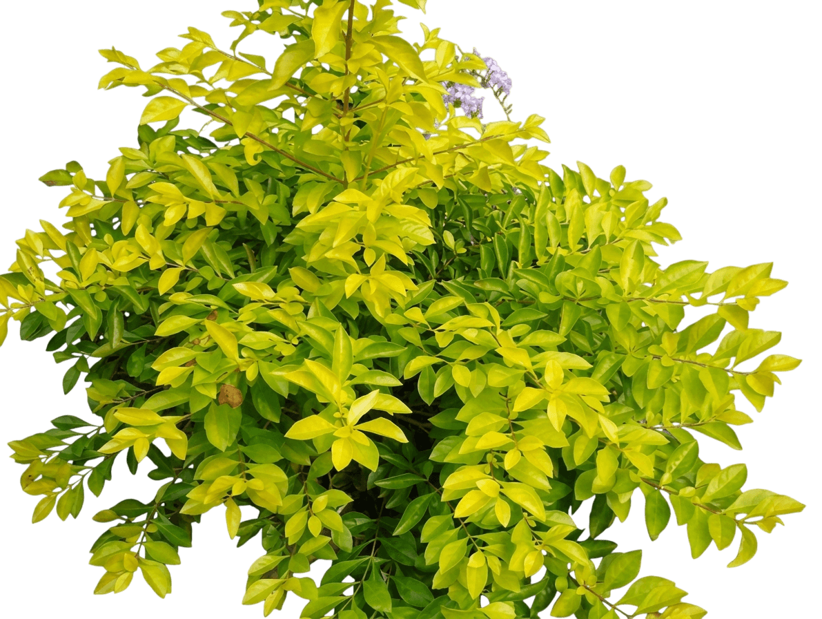 Golden (Cuphea Aurea 'Golden') - Ground Layers