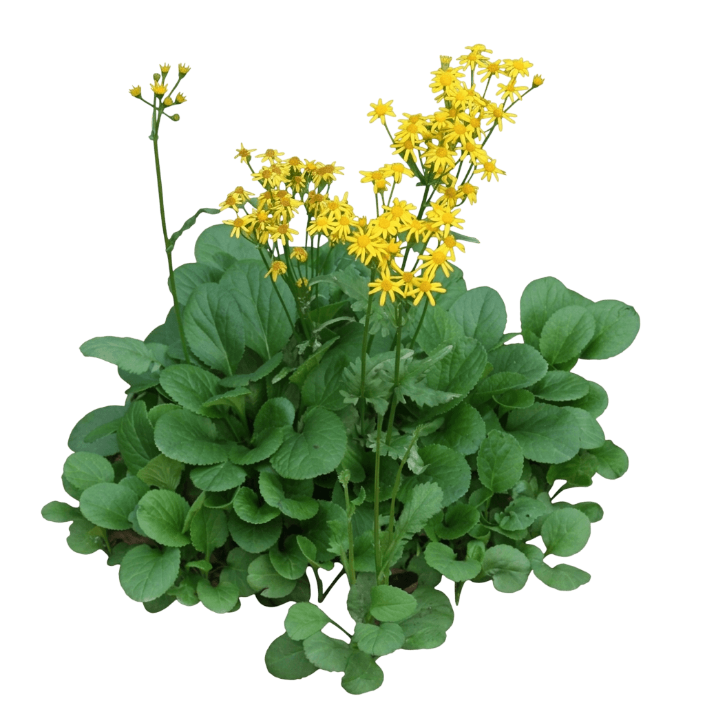 Golden Ragwort (Packera Aurea Var. Aurea) - Perennials