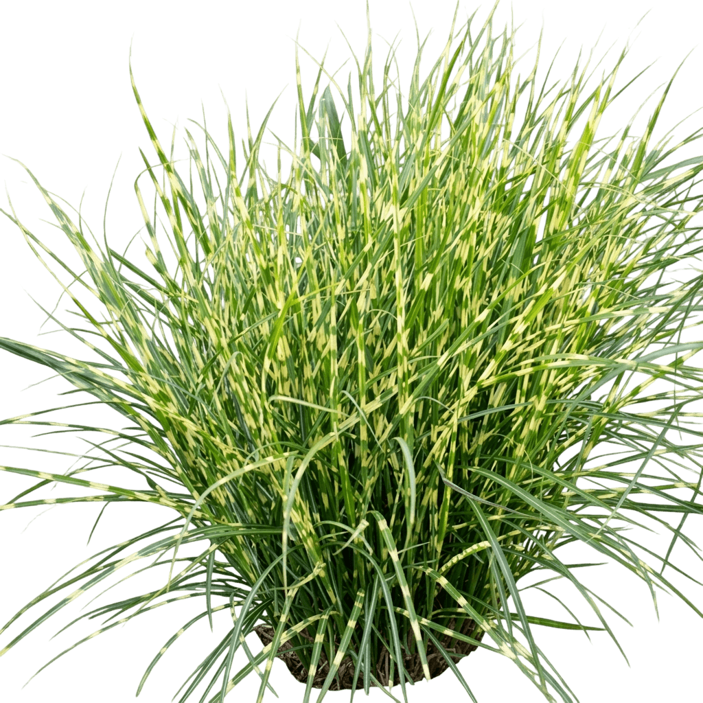 Zebra Grass 'Ncms2B' Bandwidth™ (Miscanthus Sinensis Ppaf 'Ncms2B') - Grasses