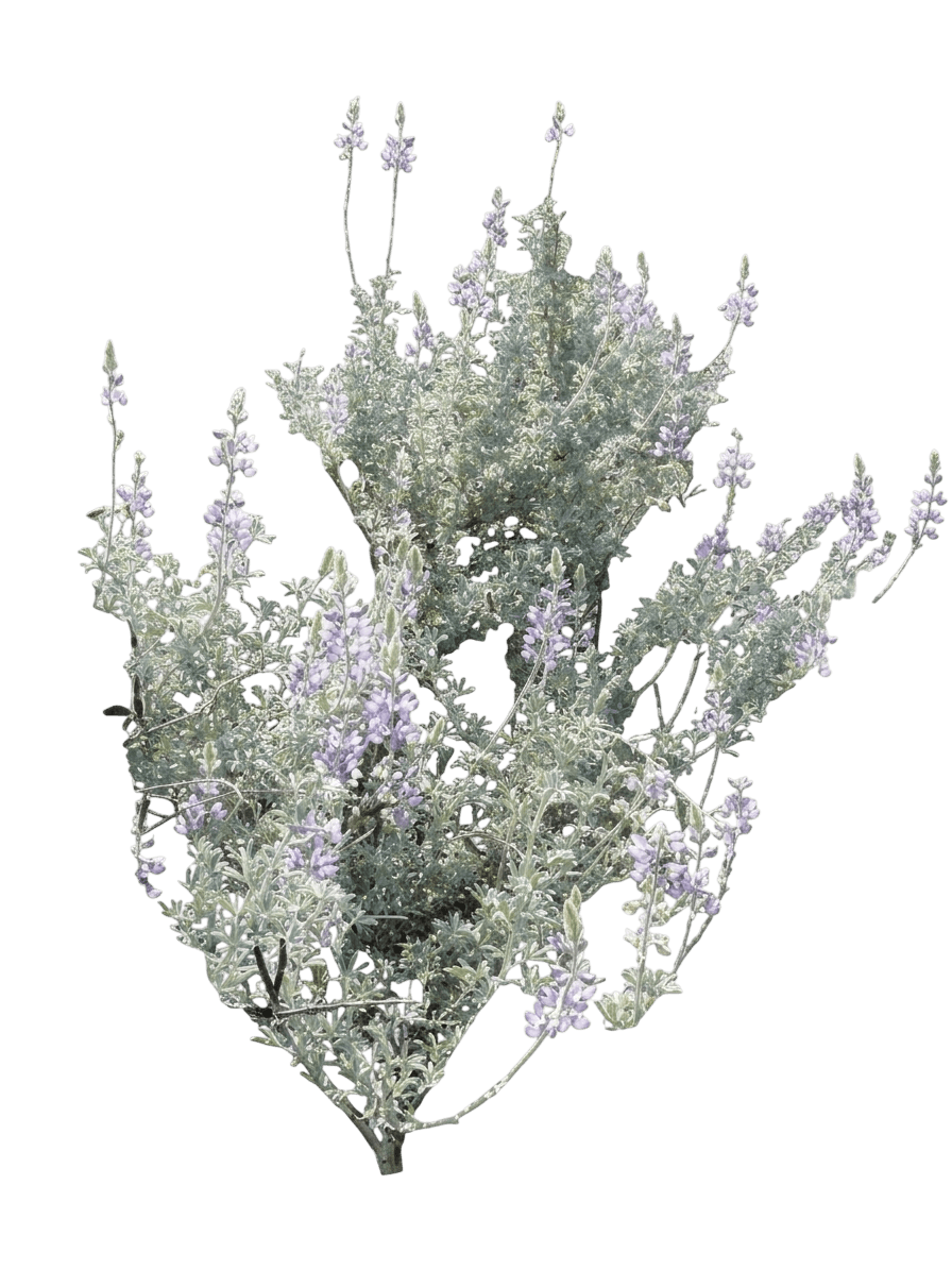 silver dune lupine (Lupinus Chamissonis) - Shrubs