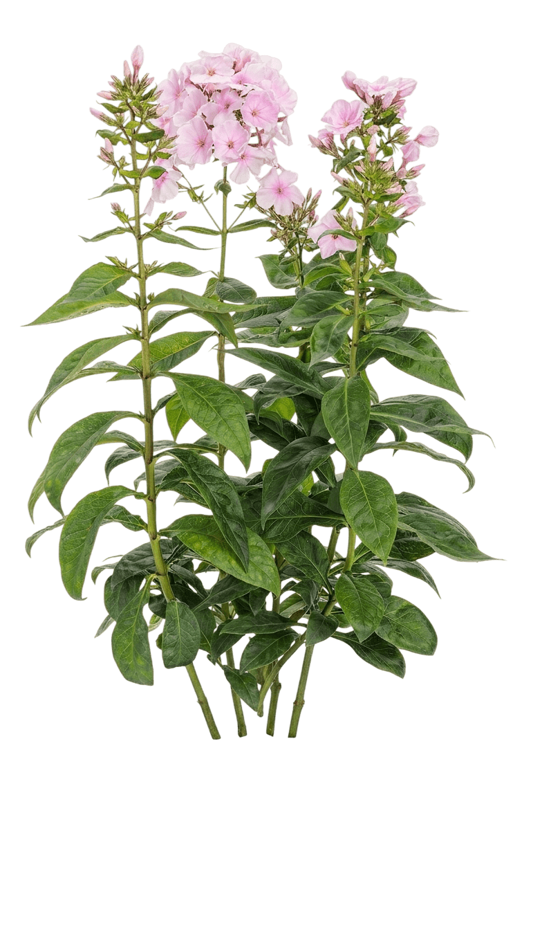 Bubblegum Pink garden phlox (Phlox Paniculata 'Ditomfra') - Perennials
