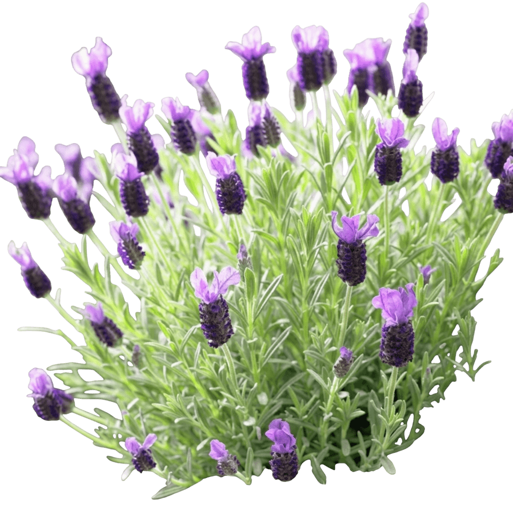 Anouk Purple Medley Spanish Lavender (Lavandula Stoechas 'Anouk Deluxe 1939') - Ground Layers
