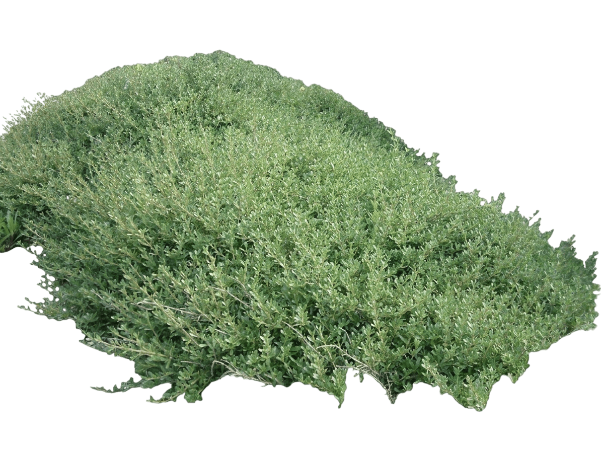 creeping coprosma (Coprosma X Kirkii) - Groundcovers
