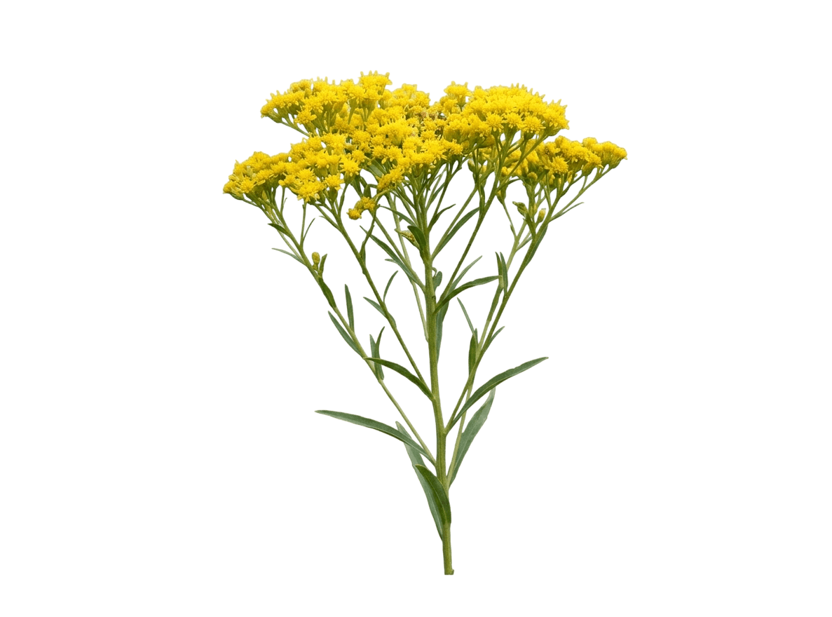 western goldenrod (Euthamia Occidentalis) - Perennials