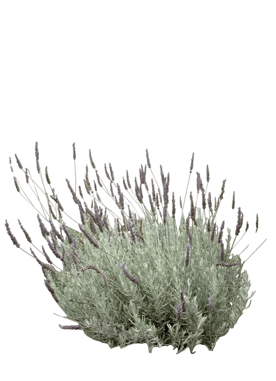 Goodwin Creek Grey Lavender (Lavandula × Ginginsii 'Goodwin Creek Grey') - Perennials