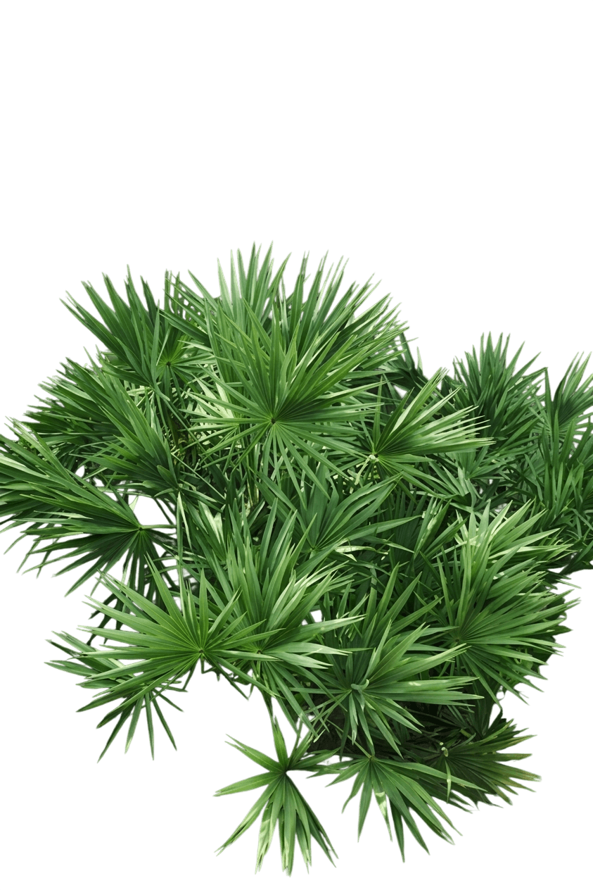 Saw Palmetto (Serenoa Repens) - Evergreen Trees