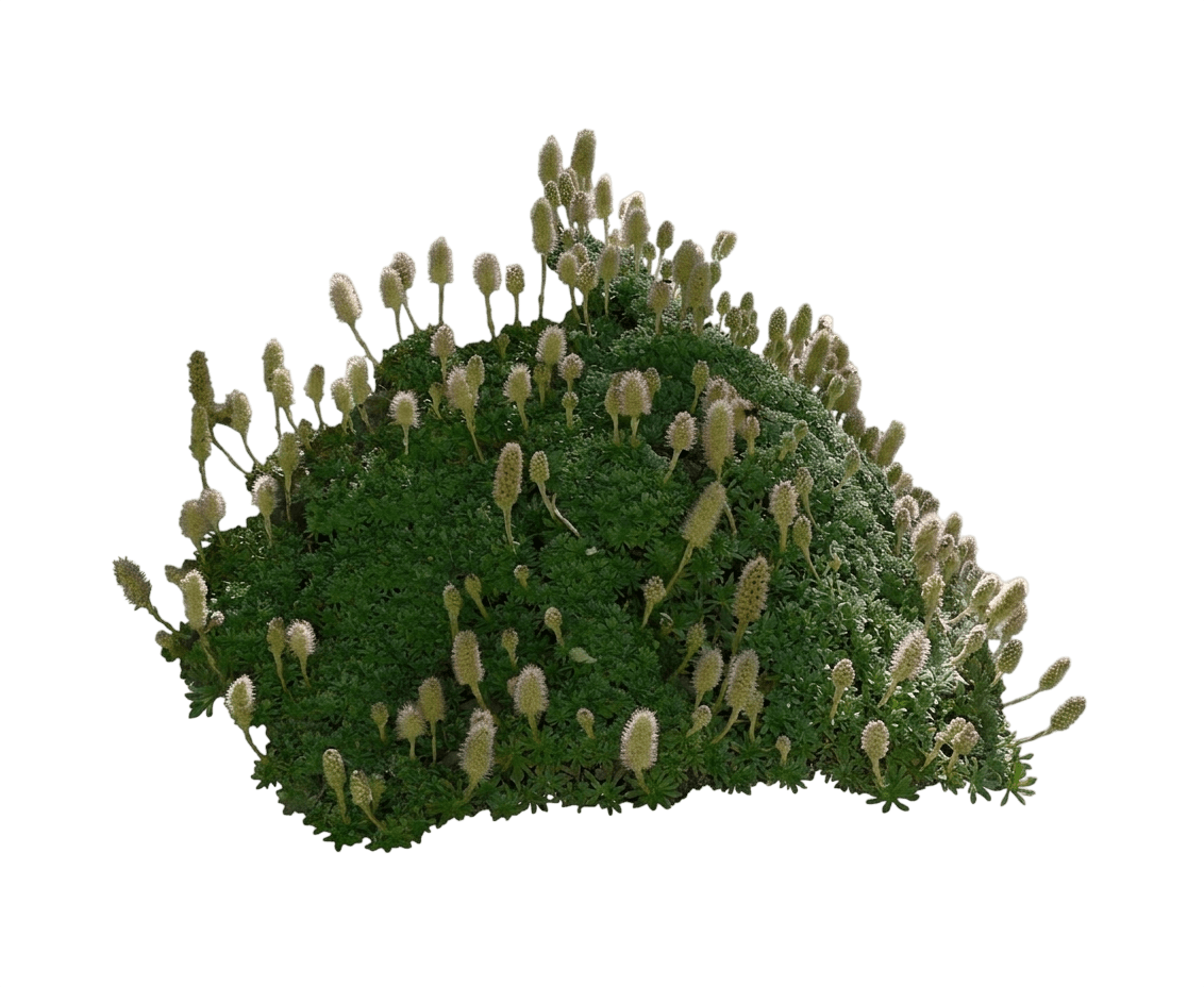rock spirea (Petrophytum Caespitosum) - Perennials