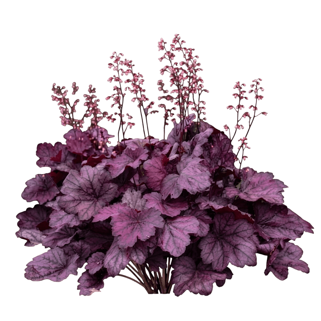 Paprika Coral Bells (Heuchera 'Paprika') - Perennials