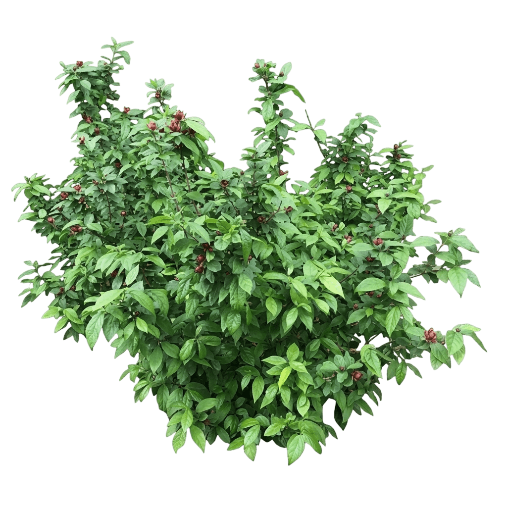 Simply Scentsational® Sweetshrub (Calycanthus Floridus Pp 33,550 Var. Floridus 'Smncaf') - Shrubs