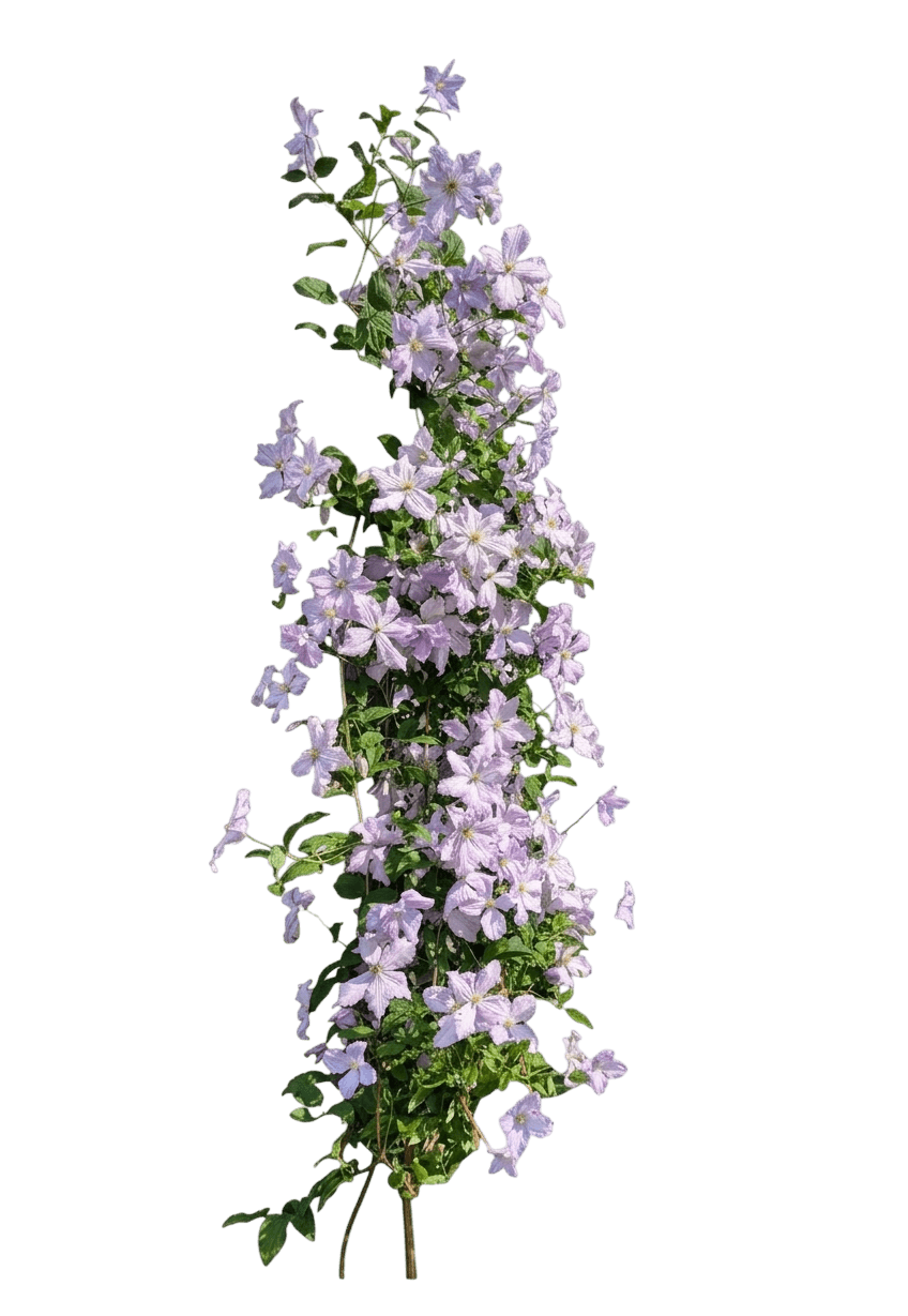 Darcy™ Clematis (Clematis Var. Hybrid 'Evipo106') - Perennials