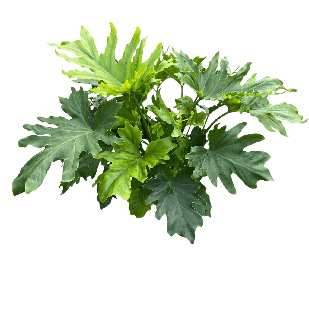 Tree Philodendron (Philodendron Bipinnatifidum) - Indoor Plants
