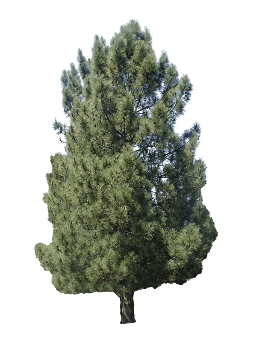 knobcone pine (Pinus Attenuata) - Evergreen trees