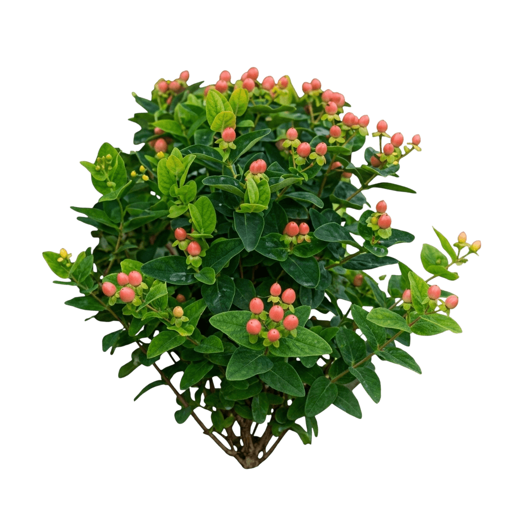 Miracle Grandeur® St. Johns Wort (Hypericum I. Miracle Grandeur 'Allgrandeur') - Ground Layers
