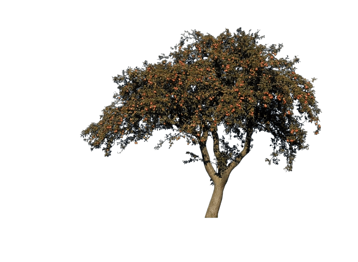 Ambrosia Apple Tree (Malus Domestica) - Fruit Trees
