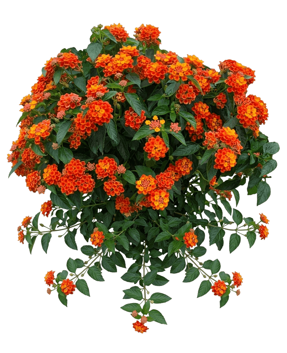 Dallas Red Lantana (Lantana Camara 'Dallas Red') - Ground Layers