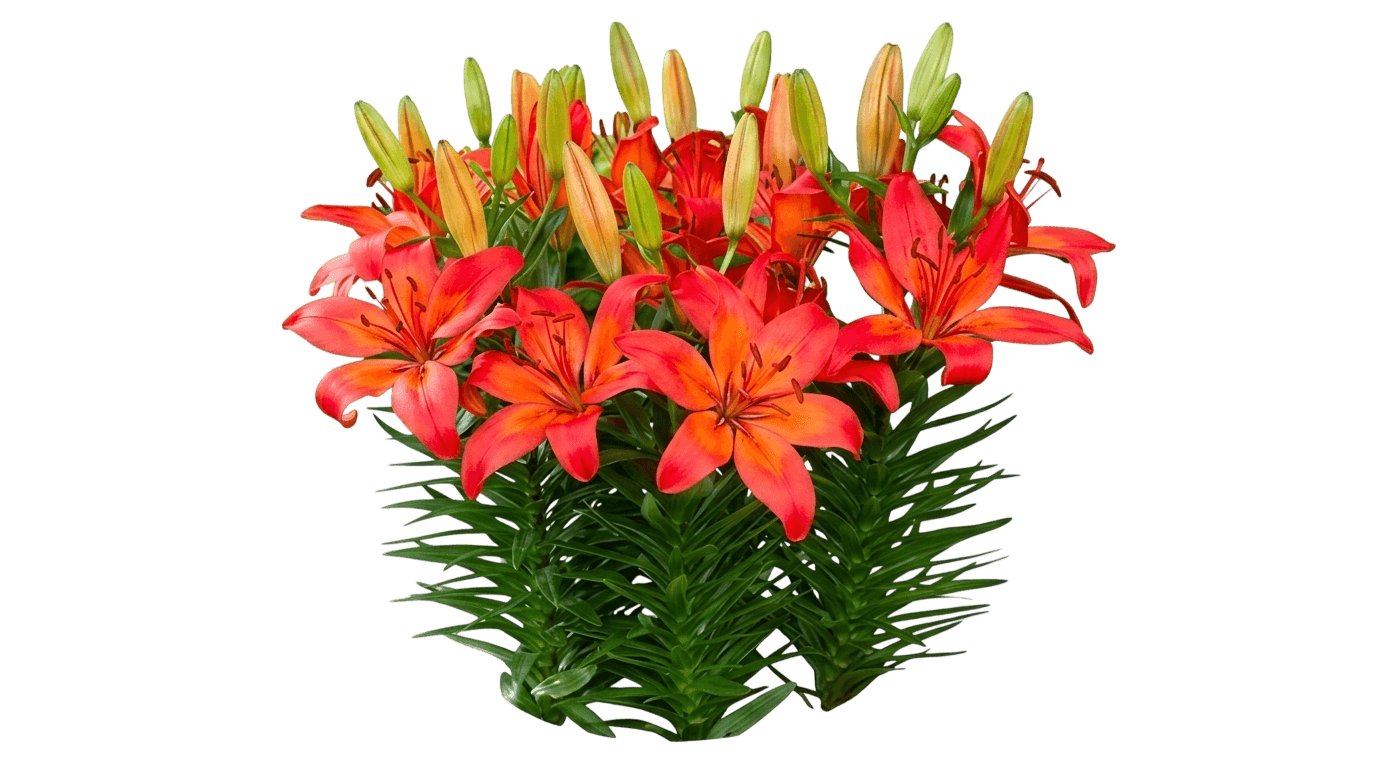 Lily, Asiatic, Matrix (Lilium Asiatic 'Matrix') - Perennials