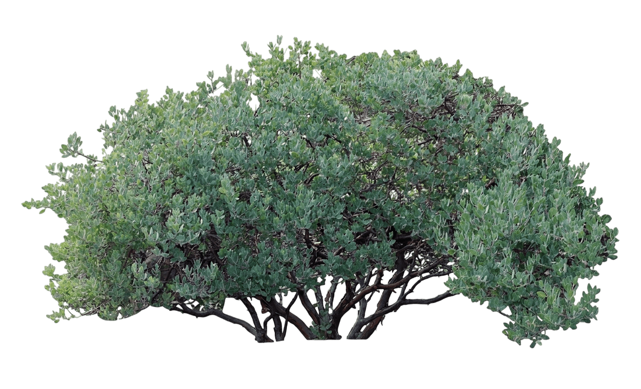 manzanita (shrub cvs.) (Arctostaphylos Hookeri) - Shrubs