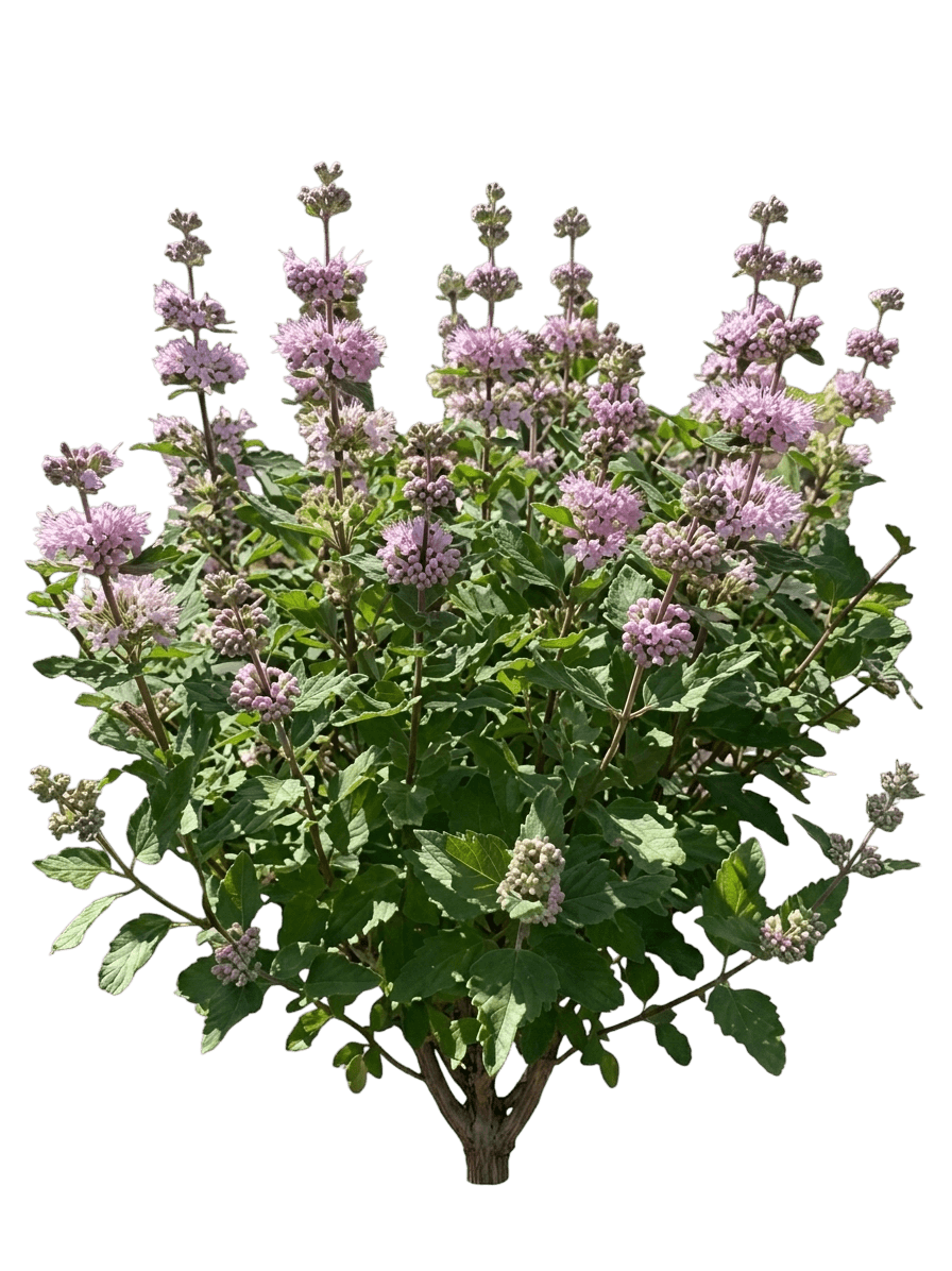 Pavilion Pink Bluebeard (Caryopteris Incana 'Pavilion Pink') - Ground Layers