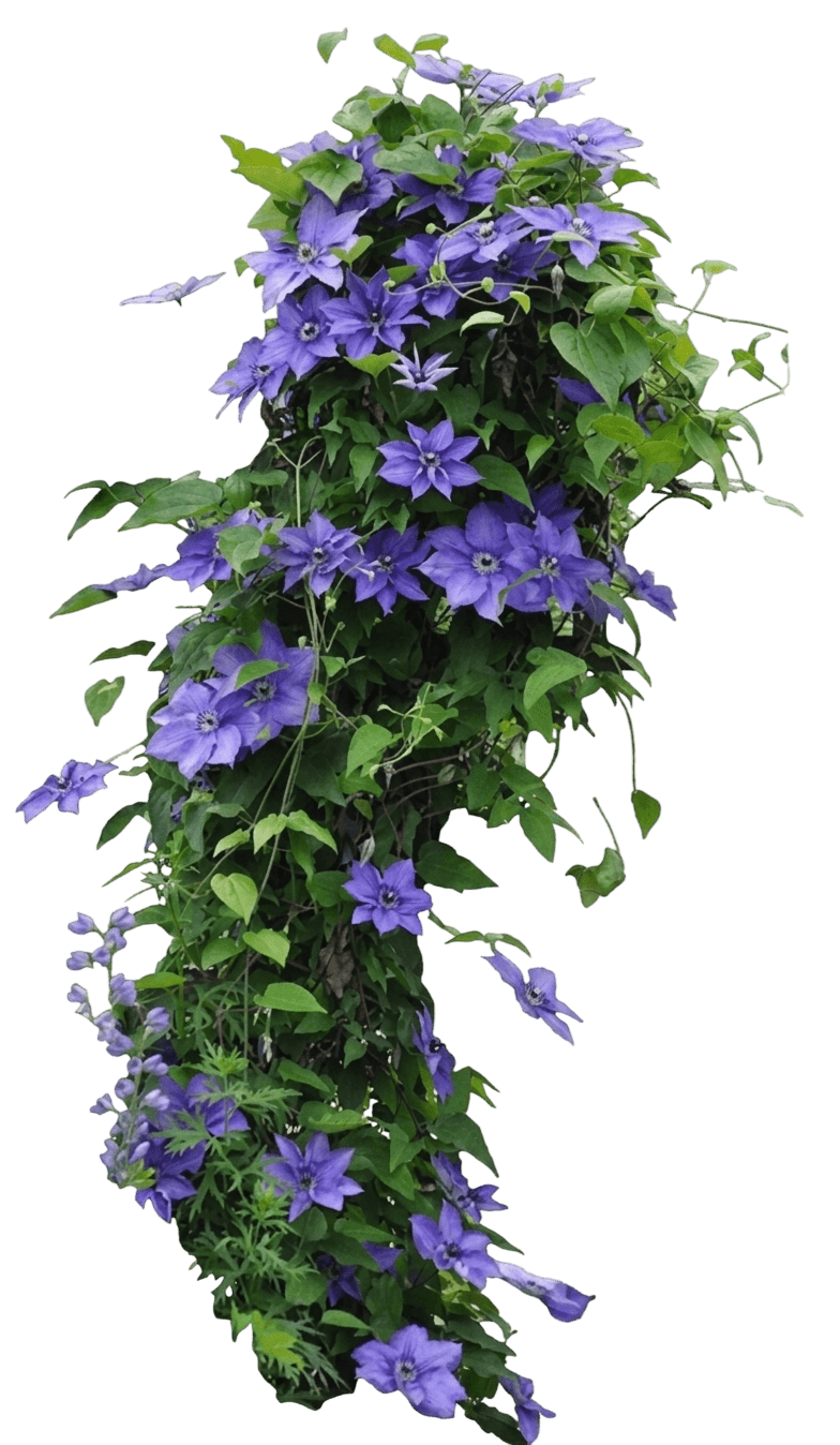 Cherokee Clematis (Clematis 'Evipo041') - Ground Layers