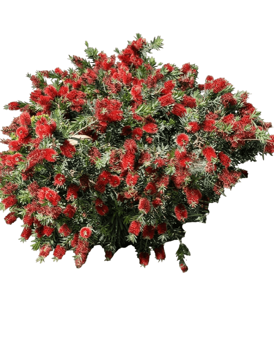 Little John (Callistemon Bottlebrush 'Little John') - Ground Layers