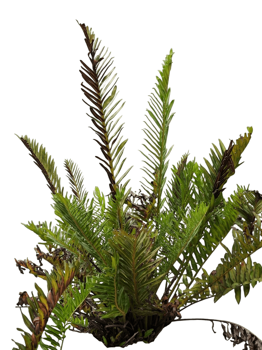 Leather Fern (Acrostichum Danaeifolium) - Perennials